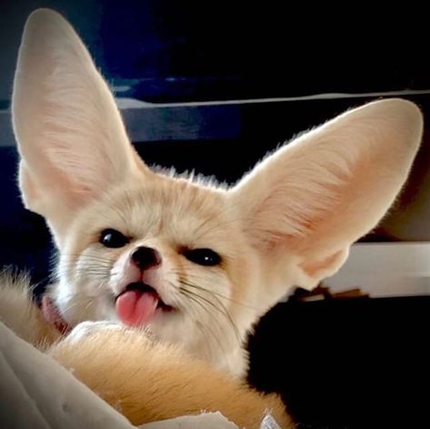 Cute Fennec, Tattoo Nature, Desert Fox, Fennec Fox, More Pictures, My Profile, Animal Art, Fox, Animals