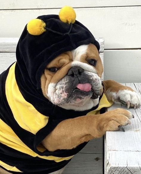 Bulldog Halloween Costumes, Bulldog Costume, English Bulldog Funny, Cute Bulldog Puppies, Bulldog Pics, Very Cute Puppies, Bulldog Funny, Cute Bulldogs, Funny Photo