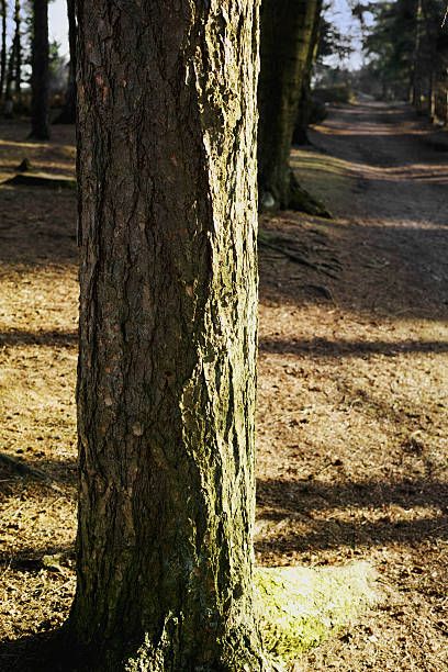 Brown Tree Trunk · Free Stock Photo Tree Close Up, Tree Trunk Aesthetic, Bird Eye View Tree, Tree Trunk Photography, Tree Trunk Texture, Picsart Background, Adobe Photoshop Lightroom, Birds Eye View, Photoshop Lightroom