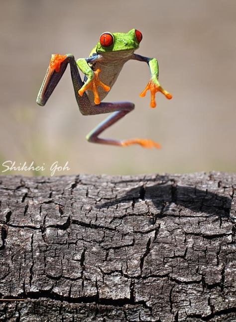 jump_by_Shikhei Goh600_821 Red Eyed Frog, Macro Photography Nature, Jumping Frog, Amazing Frog, Red Eyed Tree Frog, Frog Illustration, Funny Frogs, Tree Frog, Frog And Toad