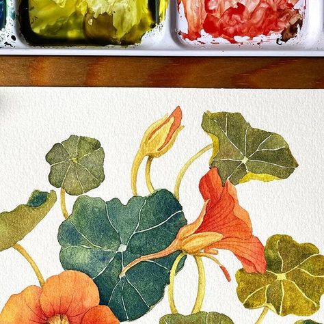 Nasturtium Watercolor, Nasturtium Illustration, Botanical Watercolor Painting, Botanical Sketches, Companion Gardening, Botanical Drawing, Watercolor Calligraphy, Colorful Oil Painting, Watercolor Food