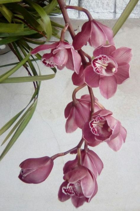 Cymbidium Orchid Tattoo, Pink Orchids Aesthetic, Pink Orchids Centerpiece, Pink Cymbidium Orchids, Orchid Aesthetic, Japanese Orchid, Orchid Corsages, Most Beautiful Flower, Orchid Photography