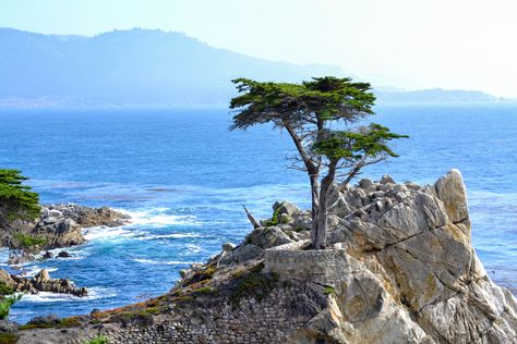 Monterey and the Lone Cypress - Exploring Our World Lone Cypress, Monterey Cypress, Places In California, California Photos, Yosemite Falls, Redwood Forest, Cypress Trees, Pebble Beach, California Travel