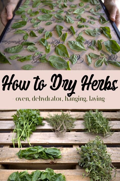 how to dry herbs by dehydrating, hanging, or laying to dry. Apartment Homesteading, Drying Fresh Herbs, Herb Rack, Herbal Education, Dry Herbs, Harvesting Herbs, Medical Herbs, Essential Oils Herbs, Dry Garden