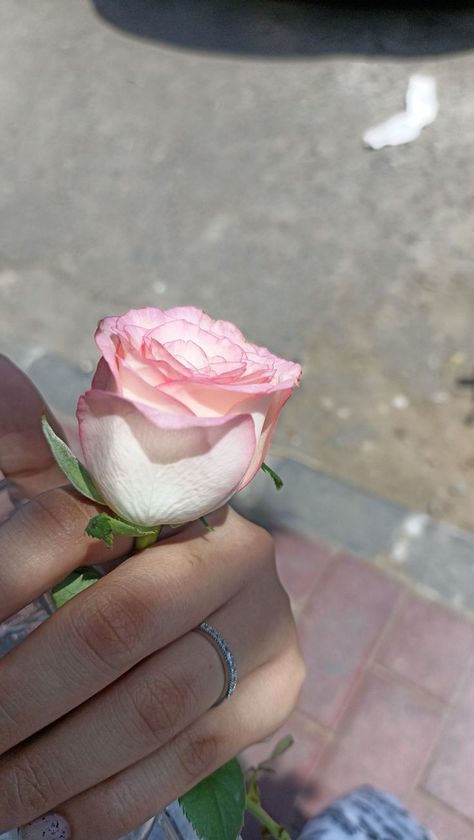 Flower In Hand Snap, Rose Snap Story, Pink Desi Aesthetic, Rose Snap, Rose In Hand, Nightclub Aesthetic, Photos For Profile Picture, Munnar, Chill Photos