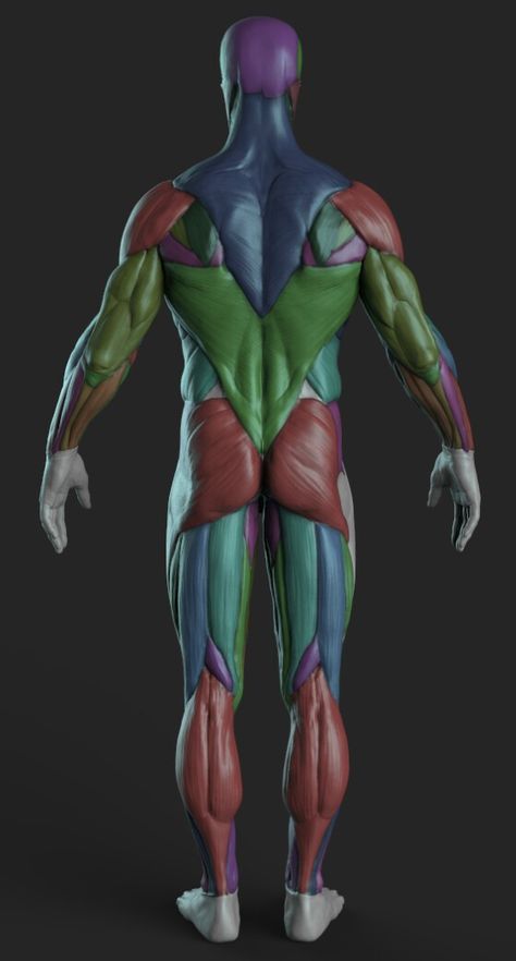 Drawing Human Anatomy, Zbrush Anatomy, 남성 근육, Human Muscle Anatomy, Human Anatomy For Artists, Anatomy Images, 3d Anatomy, Drawing Anatomy, Skeleton Anatomy