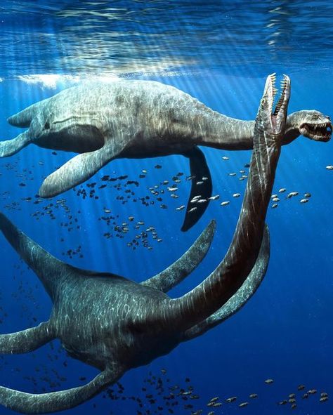 Prehistoric Dinosaur Hub on Instagram: "🌊 Plesiosaurus, a marine reptile from the Jurassic and Cretaceous periods, swam the ancient seas approximately 200 to 66 million years ago. Plesiosaurus was a skilled swimmer, using its flippers to propel itself through the water with grace and agility. Fossil discoveries suggest that Plesiosaurus likely fed on fish and other small marine creatures, using its sharp teeth to catch prey. Despite its reptilian appearance, Plesiosaurus was not a dinosaur, but rather a member of a group known as plesiosaurs, which thrived in diverse marine environments during the Mesozoic Era. 🦕🌊  Credits to @julian_johnson1234   #Plesiosaurus #Paleontology #PrehistoricSeas #marinereptile #dinosaur #dinosaurs #dinonews #dino #dinosaurios #dinosaurio #dinosaursofinstagr Beast Fiction, Mesozoic Era, Marine Creatures, Prehistoric Dinosaurs, Prehistoric World, Marine Environment, Sharp Teeth, Prehistoric Creatures, A Dinosaur