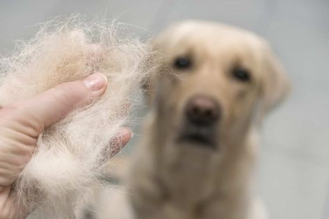 Hair loss: Severe hair loss, bald spots signs of serious health issues Dog Losing Hair, Dog Illnesses, Fall Dog, Dog Shedding, Best Dog Food, Rubber Gloves, Lost Hair, Pet Odors, Labrador Puppy