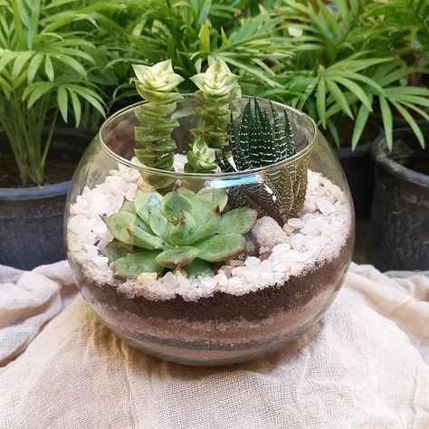 Terrarium Succulent Ideas, Fish Bowl Terrarium Ideas, How To Make A Succulent Terrarium, Succulents Garden Indoor Terrarium Ideas, Terrarium Design Ideas, Succulents In Glass Containers Diy, Succulents In Glass Jars, Indoor Terrarium Ideas, Succulents In Glass Containers