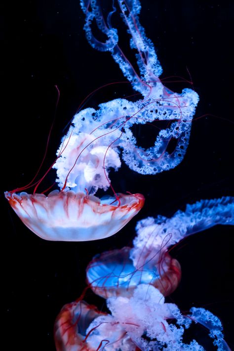 from: jellyfishobsession Jellyfish Photography, Sea Jellies, 달력 디자인, Jellyfish Art, Underwater Animals, Deep Sea Creatures, Beautiful Sea Creatures, Water Animals, Underwater Creatures