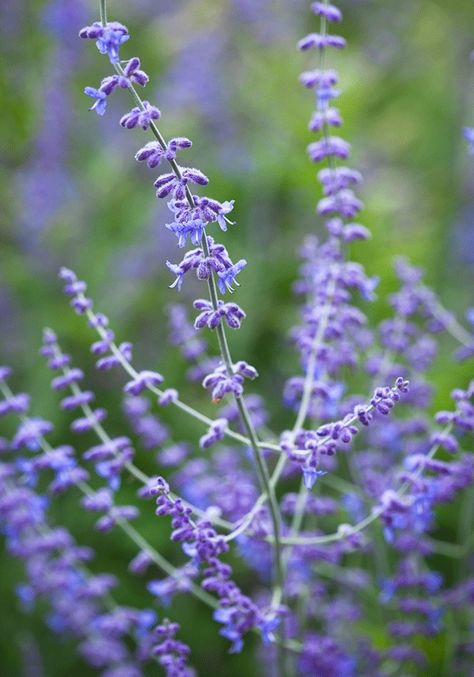 Perovskia atriplicifolia also known as 'Blue Spire' Perovskia Atriplicifolia, Perovskia Blue Spire, North Berwick, Sun Loving Plants, Dry Stone Wall, Dry Stone, Trees And Shrubs, Drought Tolerant, Yard Landscaping