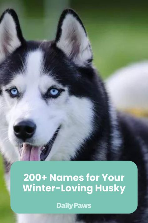 Getting a new husky? This list of husky dog names is just what you need: from cute to cool to everything in between, we've got you covered. Girl Husky Names, German Husky, Husky Dog Names, Husky Names, Girl Dog Names, Female Dog Names, Puppy Funny, White Husky, Everest Paw Patrol