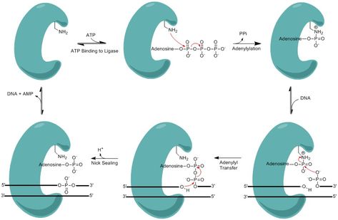 Difference Between DNA Ligase and DNA Polymerase Check more at https://in4arts.com/difference-between-dna-ligase-and-dna-polymerase.html Dna Ligase, Dna Polymerase, Microbiology, Toyota Camry, Binding, Toyota