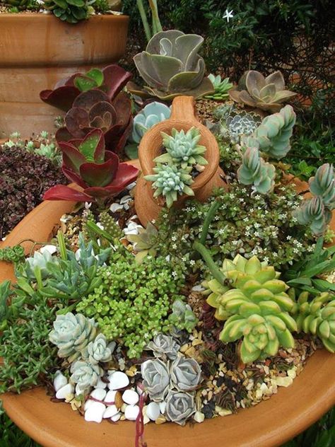 Succulent Corner Garden, Cactus Corner, Succulent Garden Landscape, Rock Gardens, Corner Garden, Yard Care, Succulent Garden, Succulent Plant, Outdoor Ideas