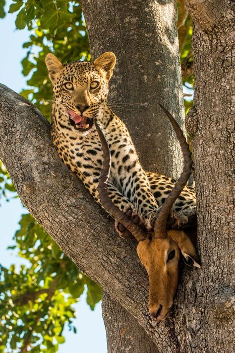 after hunting by John Sidey Leopard Hunting, Animal Hunting, African Leopard, African Wildlife, African Animals, Wildlife Animals, Beautiful Animals, Leopards, Exotic Pets