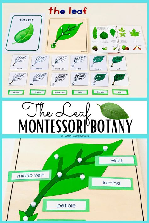 Studying botany, specifically the Leaf, is an important subject in a Montessori classroom as it helps children understand the fundamental role leaves play in plant growth and development. Children can learn about the various parts of a leaf, their functions, and how they contribute to the overall health of the plant. As children grow and develop in a Montessori primary class, they are encouraged to explore the natural world around them by exploring nature finds such as leaf. Leaf Unit Study Kindergarten, Parts Of Leaf, Montessori Printables Free, Leaf Lesson Plans, Parts Of A Leaf, Leaf Parts, Leaf Puzzle, Leaf Lessons, Leaf Activities