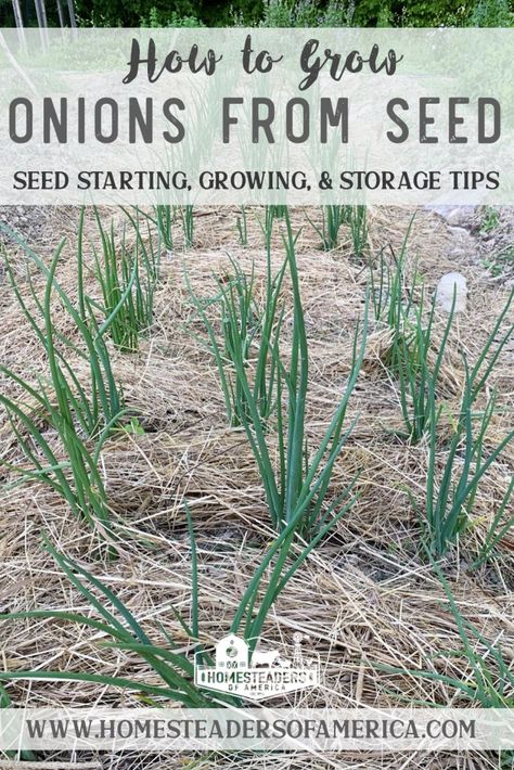 Planting Green Onions, When To Harvest Onions, Onion Growing, Grow Green Onions, Harvest Onions, Growing Onions From Seed, Grow Onions, Green Onions Growing, Growing Tomatoes Indoors