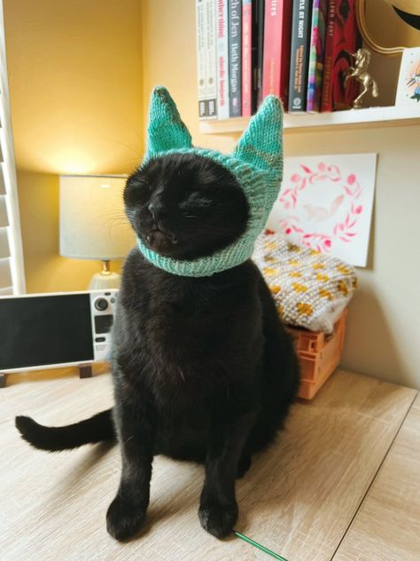 Black cat wearing a knitted teal hat with pokets for ears, but, unfortunately, he not happy about it Cat Crochet Outfit, Crochet Cat Hats, Cat Crochet Hat, Knitted Cat Hat, Cats With Hats, Crochet Cat Ears, Cats In Hats, Hat For Cat, Cat Ear Hat