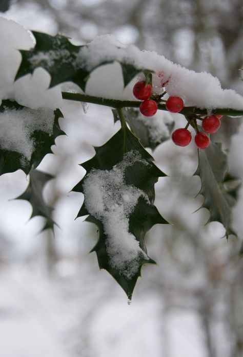 Foto Macro, I Love Snow, Winter's Tale, I Love Winter, Holly Leaves, Winter Love, Winter Magic, Winter Scenery, Winter Beauty