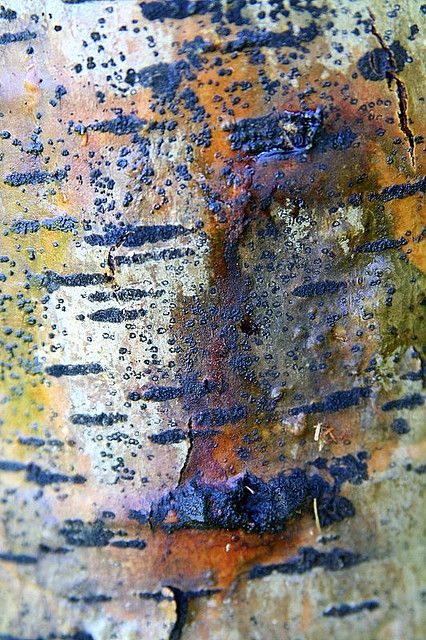 Pattern Photo Class, Texture Inspiration, Have Inspiration, Take A Photo, Tree Bark, Jolie Photo, Beautiful Textures, Surface Textures, Patterns In Nature