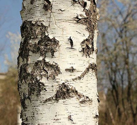 Birch Bark Painting, Birch Tree Bark, Birch Tree Roots, Birch Bark Fabric, Birch Tree Forest Photos, Betula Pendula, Aspen Leaf, Birch Bark, Birch Tree