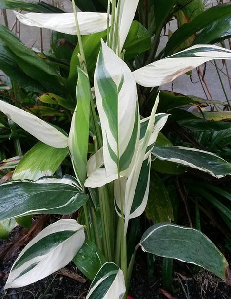 Landscaping Shrubs, Calathea Plant, Plant Care Houseplant, Variegated Plants, Plant Identification, Plant Aesthetic, Room With Plants, House Plants Indoor, Pretty Plants