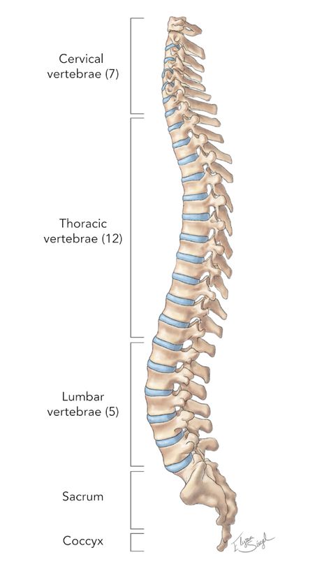 Spine Vertebrae, Spinal Cord Anatomy, Cervical Disc, Disc Herniation, Human Skeleton Anatomy, Posture Fix, Thoracic Vertebrae, Anatomy Images, Anatomy Bones