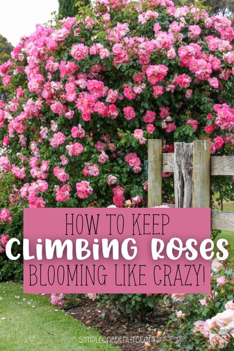 How to keep climbing roses blooming like crazy by simplegardenlife.com Roses On Fence Climbing, Pergola With Roses, Climbing Roses On Obelisk, Front Yard Landscaping With Trellis, Garden Design Roses, Training Roses To Climb, Roses Climbing On House, Climbing Roses On House Front Porches, Climbing Roses Fence Backyards