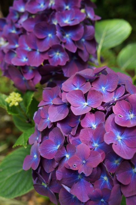 Deep purple hydrangeas Dark Hydrangea, Dark Purple Hydrangea, Dark Blue Hydrangea, Excited Pictures, Hydrangea Seeds, Bush Plant, Purple Hydrangea, Hydrangea Care, Hydrangea Garden