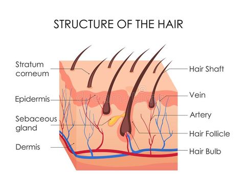 Structure Of Hair, Hair Diagram, Hair Anatomy, Skin Anatomy, Vellus Hair, Hair Science, Hair Structure, Hair Growth Cycle, Skin Structure