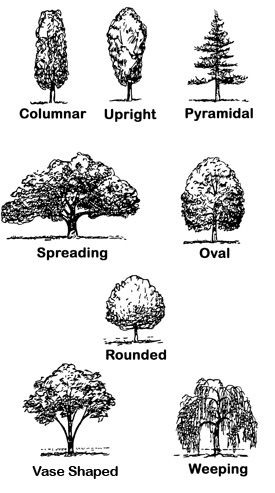 Drawings depicting tree shapes: Columnar, Upright, Pyramidal, Spreading, Oval, Orunded, Vase Shaped, and Weeping. Landscape Design Drawings, Tree Sketches, Landscape Sketch, Vase Shapes, Plant Drawing, Landscape Drawings, Deciduous Trees, Tree Drawing, Tree Shapes