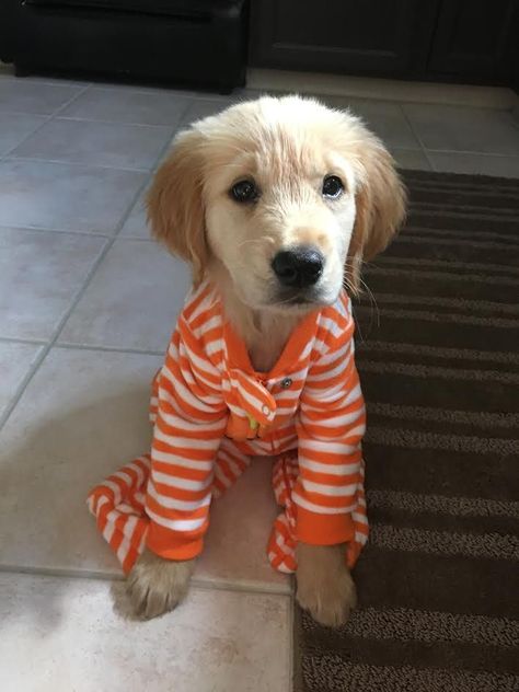 Dogs In Pajamas, Irish Wolfhound Dogs, Puppies In Pajamas, Cut Animals, Pictures Of Dogs, Really Cute Dogs, Ready For Halloween, Dog Pajamas, Pet Paws