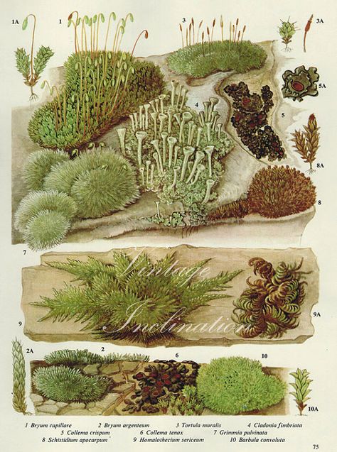 Vintage Antique Moss and Lichens illustration, bookplate 75 Wall Moss, Science Illustration, Moss Wall Art, Illustration Botanique, Moss Wall, Vintage Botanical Prints, Scientific Illustration, Outdoor Lover, Art Et Illustration