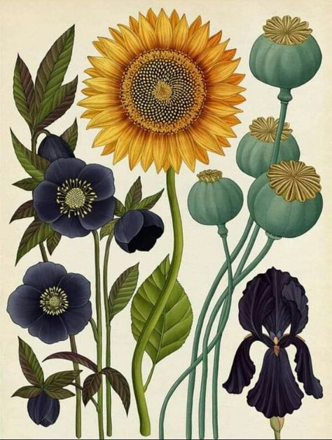 Katie Scott, Illustration Botanique, Illustration Art Drawing, Illustration Art Girl, Vintage Botanical Prints, Plant Drawing, Illustration Vintage, Scientific Illustration, Art Et Illustration