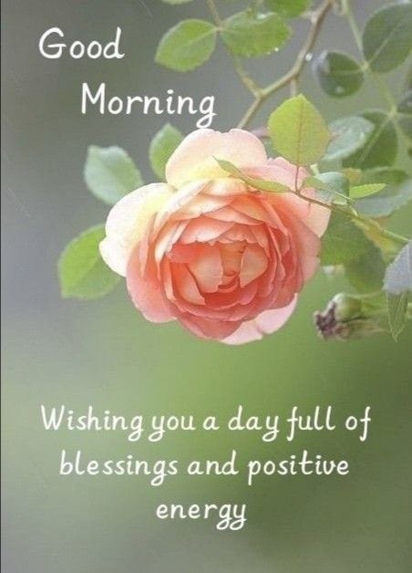 Good Morning Wishes Friends, Good Morning Greeting Cards, Daily Greetings, Good Morning Sunshine Quotes, Wonderful Wednesday, Good Morning Inspiration, Good Morning Nature, Good Morning Flowers Quotes, Good Morning Roses