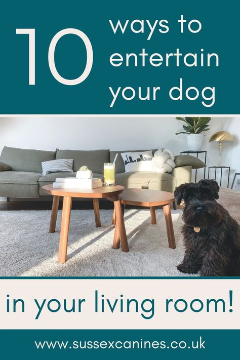 10 ways to entertain your dod in your living room Labrador Puppy Training, Dog Entertainment, Dog At Home, Dog Trends, Dog Enrichment, Indoor Dog, Labrador Puppy, On A Rainy Day, A Rainy Day