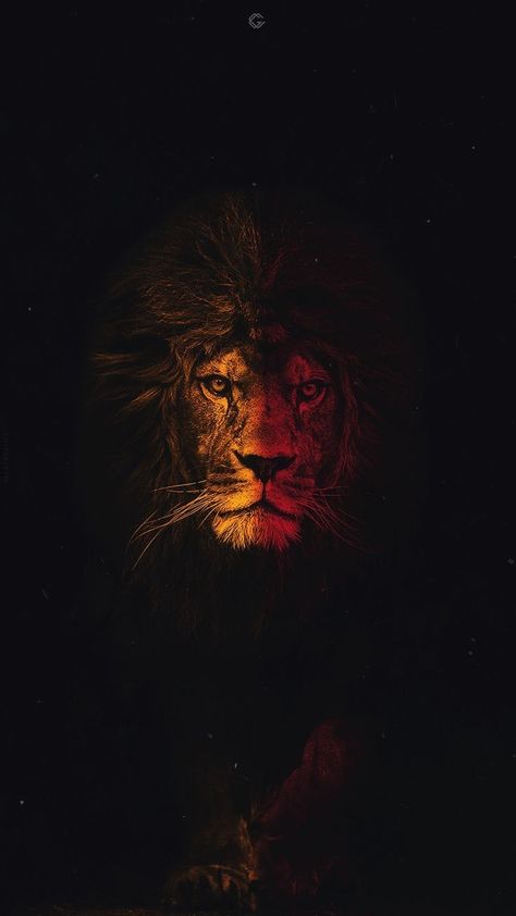 Lion Wallpaper Iphone, Regnul Animal, Lion Photography, 4k Wallpaper For Mobile, Lion Wallpaper, Lion Painting, Lion King Art, Lion Images, Most Beautiful Wallpaper