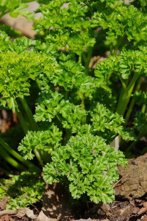 Grow your own parsley with this easy to follow guide for planting, growing and harvesting Italian flat and curly parsley. This easy to grow herb is perfect for any gardener and a wonderful addition to vegetables and herb gardens alike. Harvest Parsley, Curly Parsley, Growing Parsley, Parsley Plant, Herb Garden In Kitchen, Herb Gardens, Small Leaf, Planting Vegetables, Garden Bed