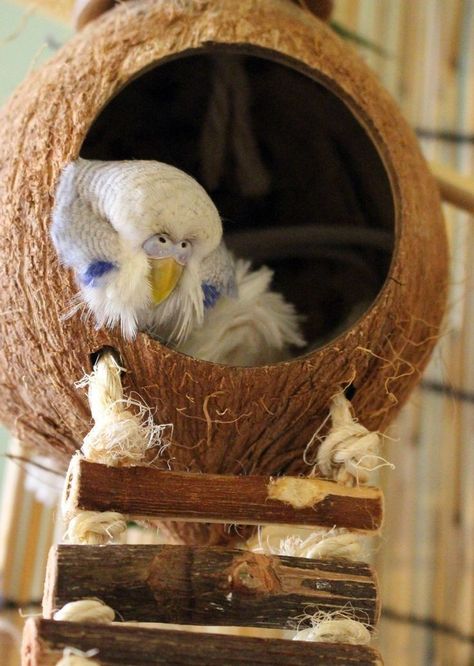 Homemade Bird Toys, Budgie Cage, Diy Bird Toys, Budgie Toys, Parakeet Cage, Pet Bird Cage, Bird Mom, Budgies Bird, Bird Aviary