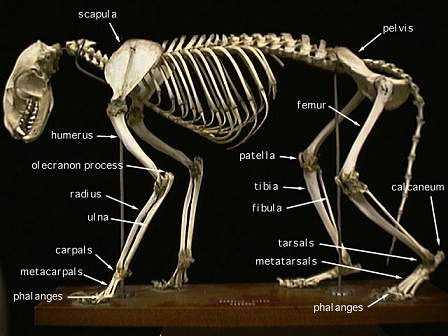 partially labelled raccoon skeleton - click for large photo Raccoon Skeleton, Leopard Skeleton, Muscle Diagram, Skeleton Anatomy, Wildlife Rehabilitation, Dog Anatomy, Cat Anatomy, Physical Characteristics, Dog Skeleton