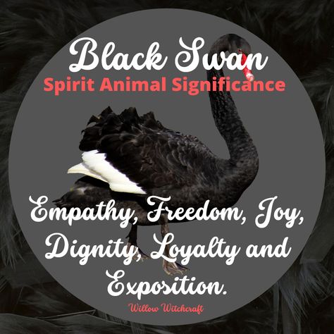 Black Swan Spiritual Meaning, Black Swan Symbolism, Black Swan Meaning, Animal Omens, Swan Symbolism, Swan Meaning, Pagan Aesthetic, Animal Symbols, Spirit Animal Meaning