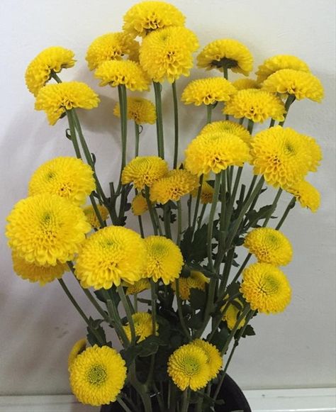 Button Yellow Bumble Bee - Spray (Pompoms) - Chrysanthemum - Flowers by category | Sierra Flower Finder Bee Spray, Pompom Flowers, Secret Admirer, Plant Information, Chrysanthemum Flower, Summer Flowers, Chrysanthemum, Bumble Bee, Flower Power