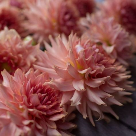 Dahlia ‘Terra Cotta’ Dahlia Terracotta, Floret Flowers, Library Of Flowers, Flower Varieties, Deer Resistant Plants, Crab Apple, September Wedding, Flower Farm, Digital Library