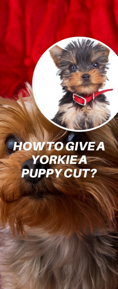 Long And Silky Hair, Yorkie Puppy Haircuts, Yorkie Puppy Cut, Grooming Yorkies, Different Hair Cut, Yorkie Cuts, Baby Yorkie, Yorkie Hairstyles, Puppy Haircut