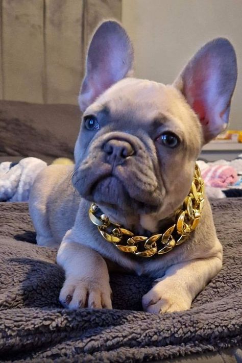 Sananda Maitreya, Frenchie Bulldog, French Bull, Flora And Fauna, Whips, My Boy, Cute Puppies, French Bulldog, Bulldog