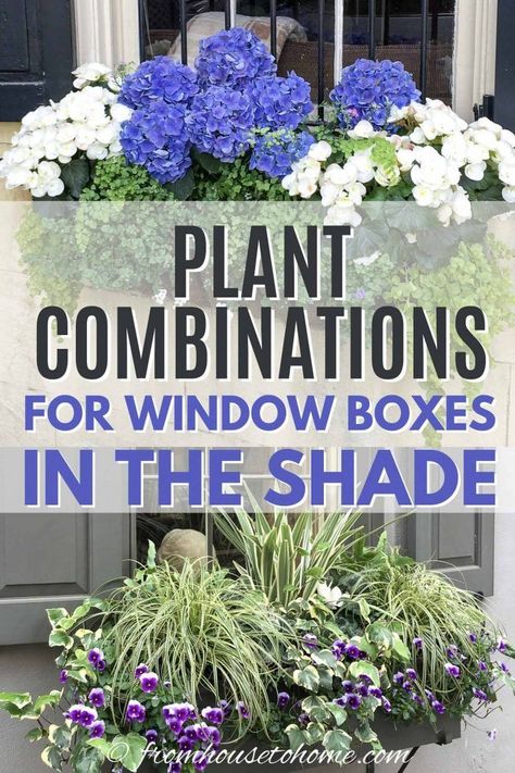 These window box ideas for shade are inspired by the gorgeous flower boxes in Charleston. With lots of tips on how to design your own beautiful window boxes, you'll have the best curb appeal in your neighborhood. #fromhousetohome #flowerboxes #garden #plants  #containers #gardening Window Box Ideas, Flower Combinations, Impatiens Plant, Window Box Plants, Window Box Garden, House To Home, Window Box Flowers, Window Planters, Cascading Flowers