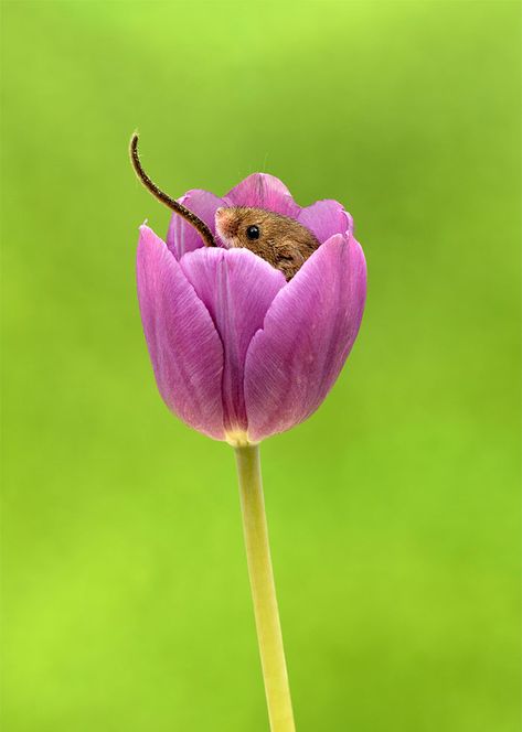 Photographer Tiptoes Through The Tulips To Shoot Harvest Mice, And The Result Will Make Your Day | Bored Panda Harvest Mice, Harvest Mouse, Mouse Photos, Field Mouse, Break Time, Happy Things, Cute Mouse, Jolie Photo, Soft Sculpture