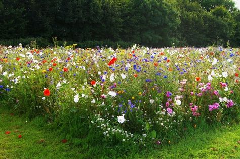 Wildflower Patch, Lawn Alternative, Prairie Garden, Wild Flower Meadow, Meadow Garden, Wildflower Meadow, Wildlife Gardening, Wildflower Garden, Garden Yard Ideas