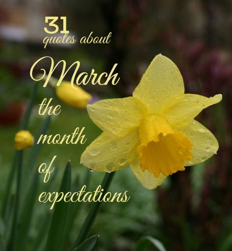 The daffodil is the official flower of the month of March. (Photo by Bertil Videt) Month Of March Quotes Inspiration, March Blessings Quotes, March Quotes Month Of, Quotes About March, March Quotes Inspirational, Month Of March Quotes, Hello March Quotes, March Blessings, March First