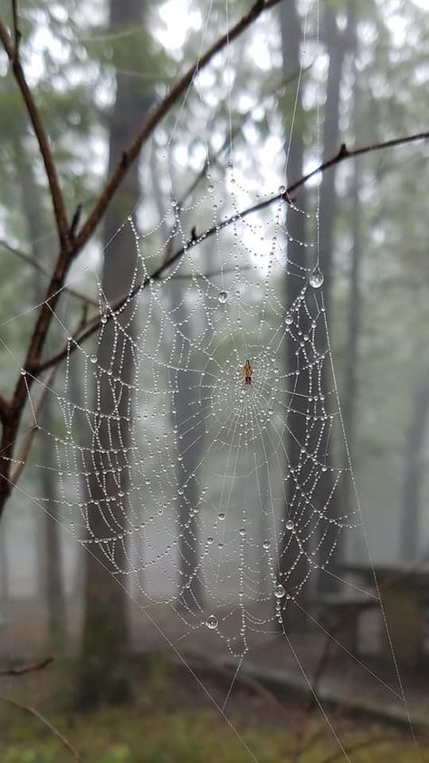 Spider Web With Dew Drops, Dew On Spider Web, Spider Web Dew Drops, Spider Web With Water Drops, Wet Spider Web, Spider On Spider Web, Spider Web Aesthetic, Spider Hanging From Web, Wet Drawing